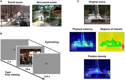 Preferential Processing of Social Features and Their Interplay with Physical Saliency in Complex Naturalistic Scenes